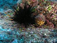 urchin (Echinothrix diadema)