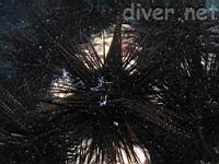 spawning urchins (Echinothrix diadema)