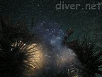 spawning urchins (Echinothrix diadema)