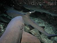 Whitetip Reef Sharks (Triaenodon obesus)