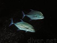 Bluefin Trevally (Caranx melampygus)