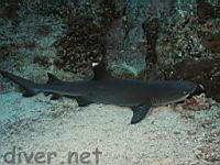 Whitetip Reef Shark (Triaenodon obesus)getting cleaned by small wrasses