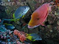 Mexican Hogfish (Bodianus diplotaenia) and Burrito Grunts (Anisotremus interruptus) at Bajo Alcyone, Isla del Coco, Costa Rica, Cocos Island