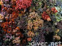 Colonial Cup Coral (Tubastrea tenuilamellosa)