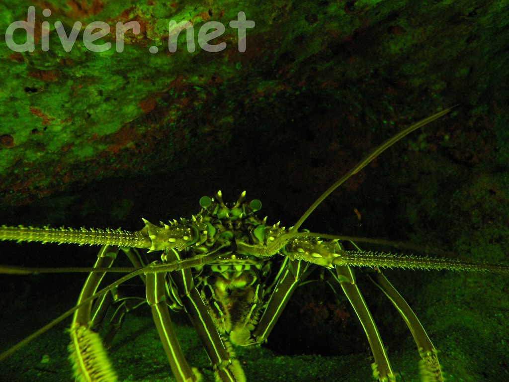 Red Spiny Lobster (Panulirus penicillatus) underwater fluorescence photo