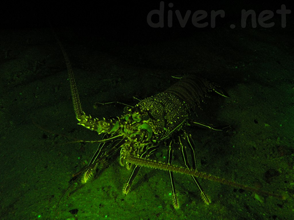 Panulirus penicillatus underwater fluorescence photo,Red Spiny Lobster,Common Spiny Lobster