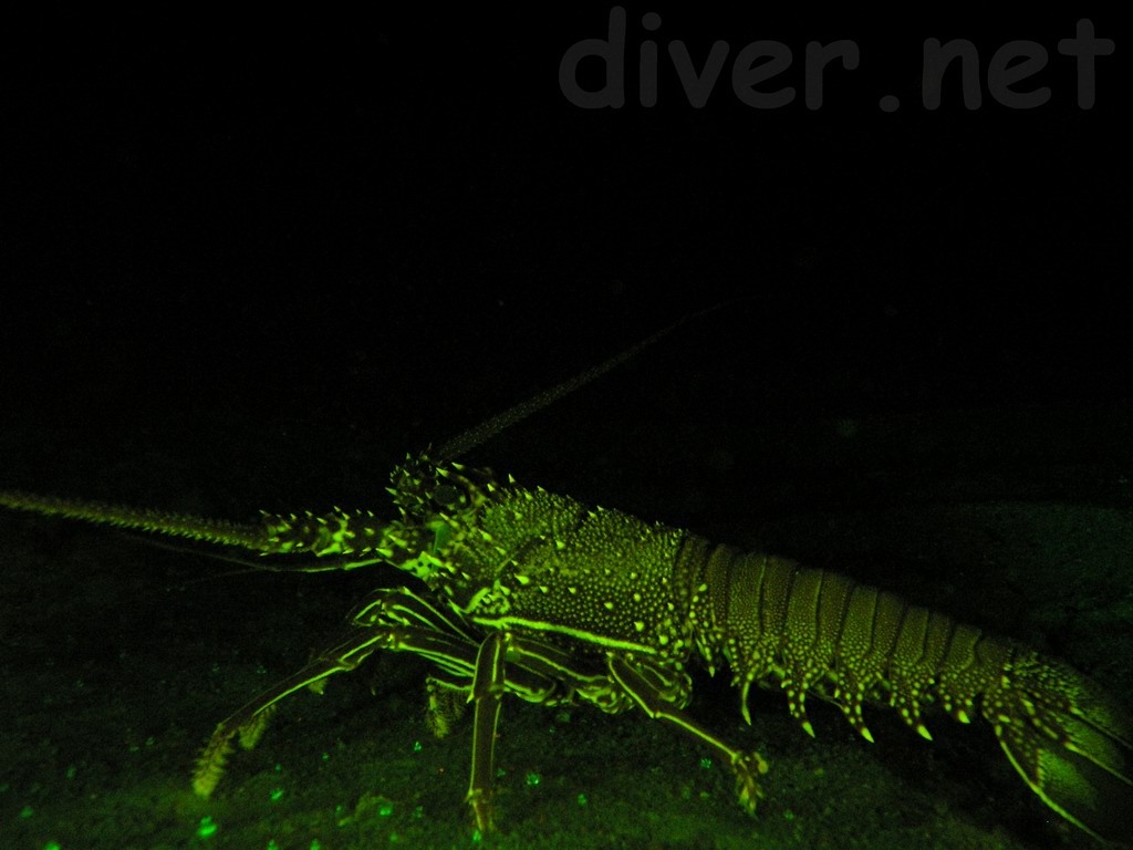 Panulirus penicillatus underwater fluorescence photo,Red Spiny Lobster,Common Spiny Lobster