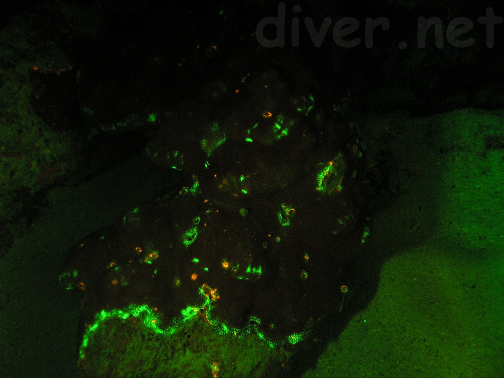 coral underwater fluorescence photo