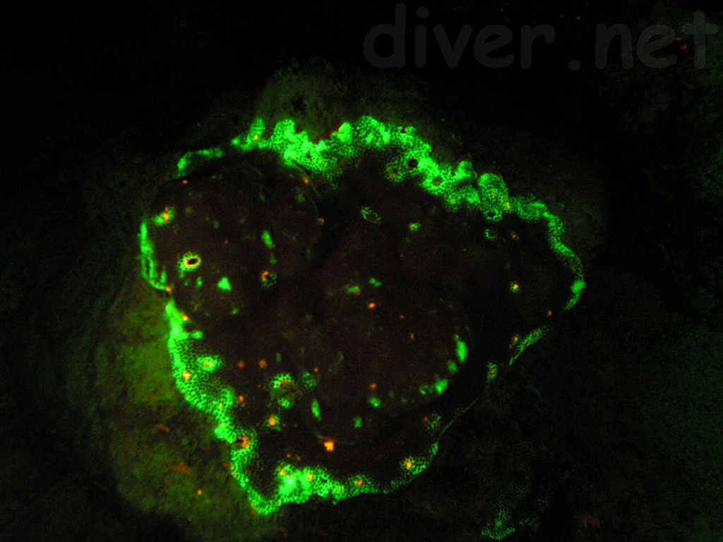 coral underwater fluorescence photo