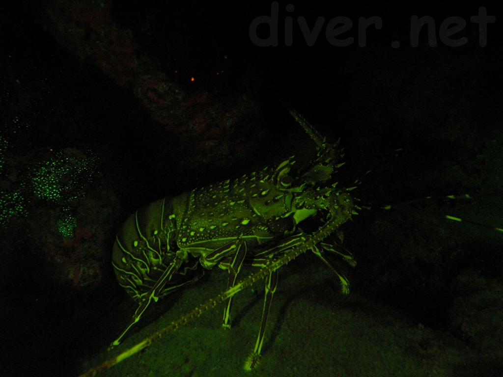 Green Spiny Lobster (Panulirus gracilis) underwater fluorescence photo