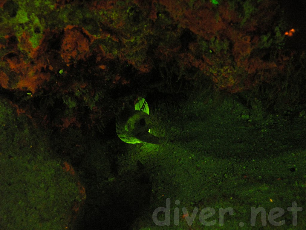 Slenderjaw Moray (Enchelycore octaviana) underwater fluorescence photo