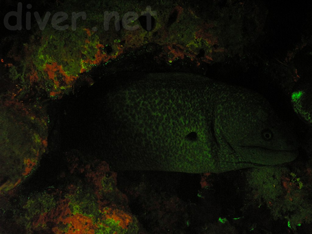 Yellow-edged Moray (Gymnothorax flavimarginatus) underwater fluorescence photo