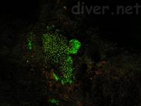 fluorescing coral at Isla Manuelita, Isla del Coco, Cocos Island, Costa Rica