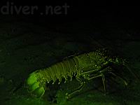 Common Spiny Lobster (Panulirus penicillatus)