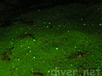 fluorescing spots on the sand at Isla Manuelita, Cocos Island, Costa Rica
