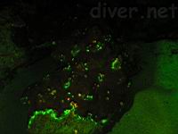 fluorescing coral at Isla Manuelita, Isla del Coco, Cocos Island, Costa Rica