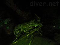 Green Spiny Lobster (Panulirus gracilis) underwater fluorescence photo, Cocos Island, Costa Rica