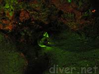 Slenderjaw Moray (Enchelycore octaviana) underwater fluorescence photo at Isla Manuelita, Isla del Coco, Cocos Island, Costa Roca, Morena Octaviana