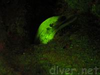 Slenderjaw Moray (Enchelycore octaviana) underwater fluorescence photo at Isla Manuelita, Isla del Coco, Cocos Island, Costa Roca, Morena Octaviana