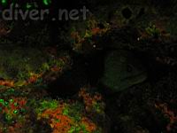 Yellow-edged Moray (Gymnothorax flavimarginatus) underwater fluorescence photo, Isla Munuelita, Cocos Island, Isla del Coco, Costa Rica