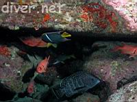 Leather Bass (Dermatolepis dermatolepis), Bigscale Soldierfish (Myripristis berndti)