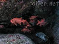 Bigscale Soldierfish (Myripristis berndti), & Leather Bass (Dermatolepis dermatolepis)
