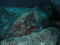 Pacific creolefish (Paranthias colonus)