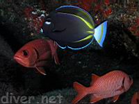 Goldrim Surgeonfish (Acanthurus nigricans) & Bigscale Soldierfish (Myripristis berndti)