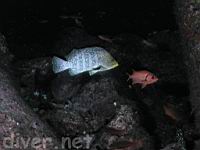 Leather Bass (Dermatolepis dermatolepis), & Bigscale Soldierfish (Myripristis berndti)