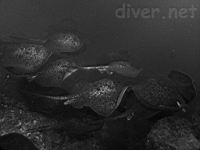 Marbled Rays (Taeniura meyeni) at Dirty Rock, Cocos Island, Costa Rica, Isla de Coco