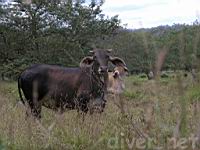 Costa Rican cattle