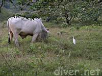 a Cow with a Cattle Egret (Bubulcus ibis)