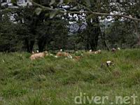 Cows with Cattle Egrets (Bubulcus ibis)