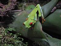 Red-Eyed Tree Frog (Agalychnis callidyras)