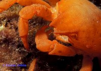 Dead Kelp Crab