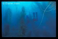 February 13, 2005 on the Sundiver with Ocean Adventures : by Elaine Jobin
