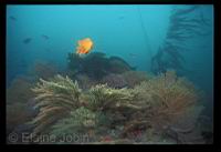 SCUBA diving at Catalina Island aboard the Pacific Star with Hollywood Divers : by Elaine Jobin