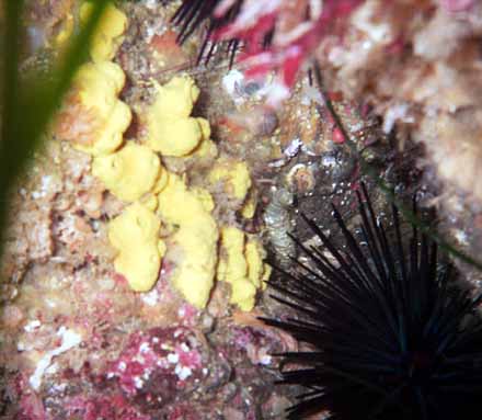 Yellow Sulfur Sponges