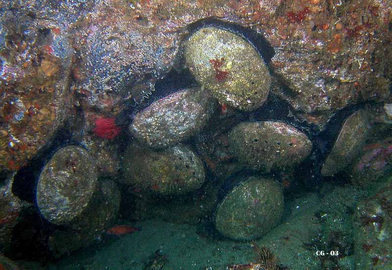 Abalone Diving