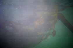 Bull Kelp Head