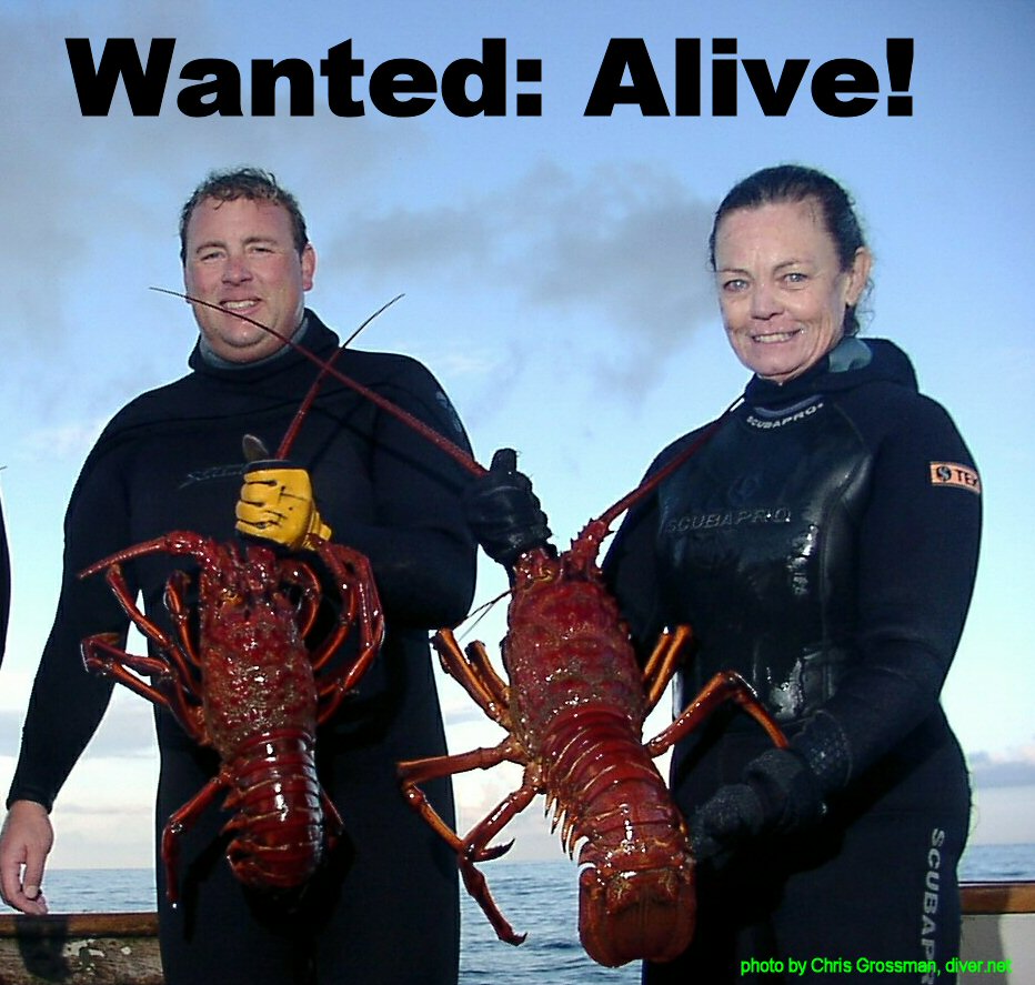 big bull lobsters wanted alaive!